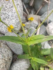 Arnica lanceolata