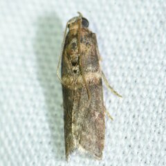 Anabasis ochrodesma