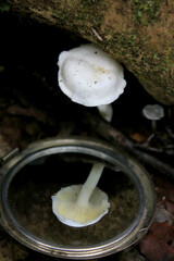 Hygrophorus nothofagi