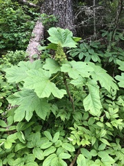 Oplopanax