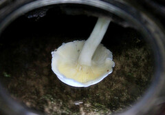 Hygrophorus nothofagi