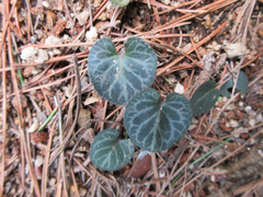 Viola variegata