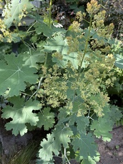 Macleaya