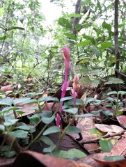 Triphora trianthophoros