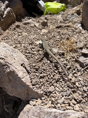 Aspidoscelis tesselatus