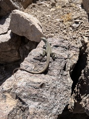 Aspidoscelis tesselatus