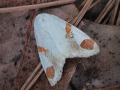 Sphragifera biplagiata