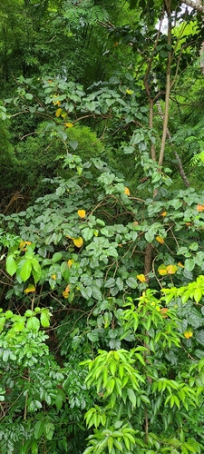 Image of Thespesia grandiflora by (c) ritirene, some rights reserved (CC BY)