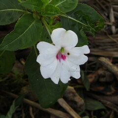 Impatiens platypetala