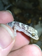 Phyllodactylus wirshingi