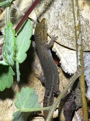 Sphaerodactylus nicholsi