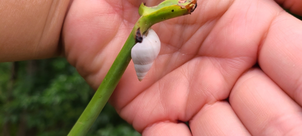 Mesembrinus liliaceus