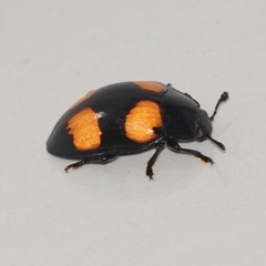 Aulacocheilus doriae