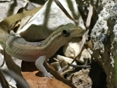 Sphaerodactylus roosevelti