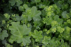 Alchemilla subcrenata
