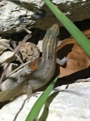 Sphaerodactylus roosevelti