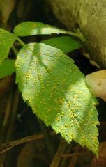 Coleosporium campanulae