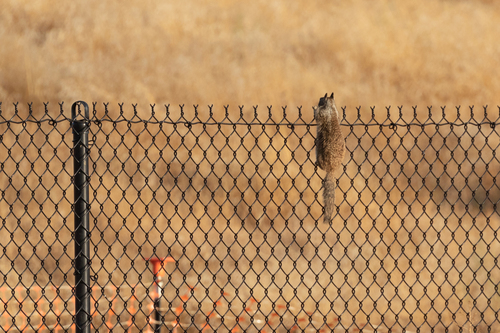 California Ground Squirrel