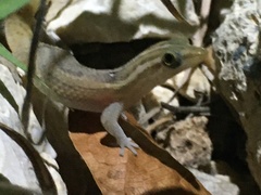 Sphaerodactylus roosevelti