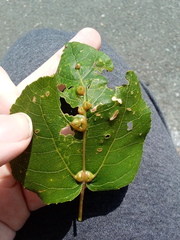 Phyllocoptes didelphis