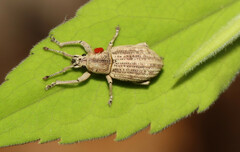 Aphrastus taeniatus