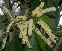 Acacia mangium × spirorbis