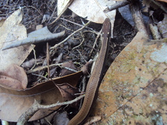 Coniophanes imperialis