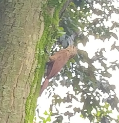 Lepidocolaptes lacrymiger