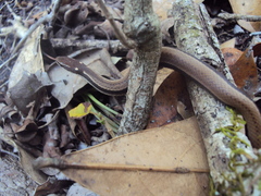 Coniophanes imperialis