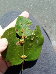 Phyllocoptes didelphis