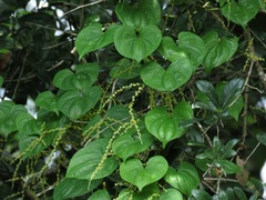Dioscorea floridana