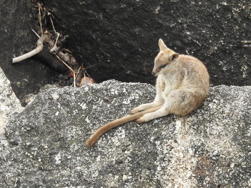 Mareeba Rock Wallaby (Petrogale mareeba)