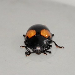 Aulacocheilus doriae