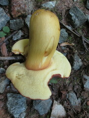 Aureoboletus roxanae