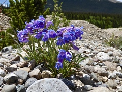 Penstemon hallii