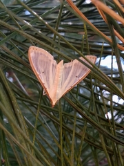 Palpita quadristigmalis