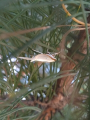 Palpita quadristigmalis