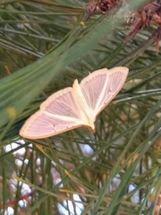 Palpita quadristigmalis