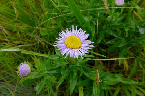 Erigeron speciosus