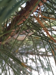 Palpita quadristigmalis