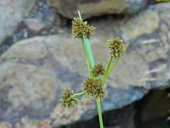 Scirpus pallidus