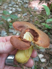 Aureoboletus roxanae