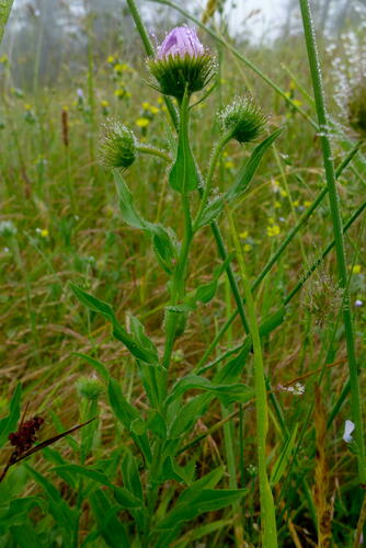 Erigeron speciosus