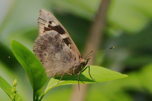Florida Purplewing