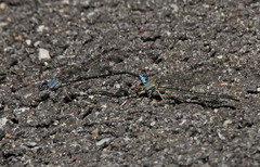 Argia apicalis