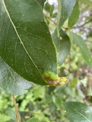 Taphrina populi-salicis