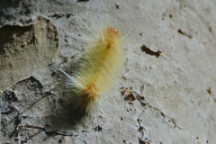Halysidota cinctipes