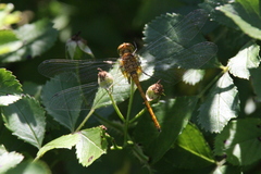 Sympetrum