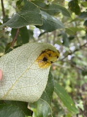 Taphrina populi-salicis