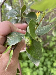 Taphrina populi-salicis